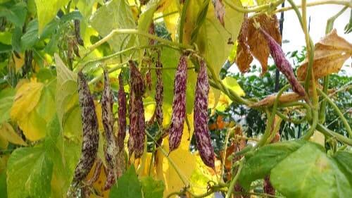 호랑이-강낭콩-붉은색으로-변색하는-꼬투리모습