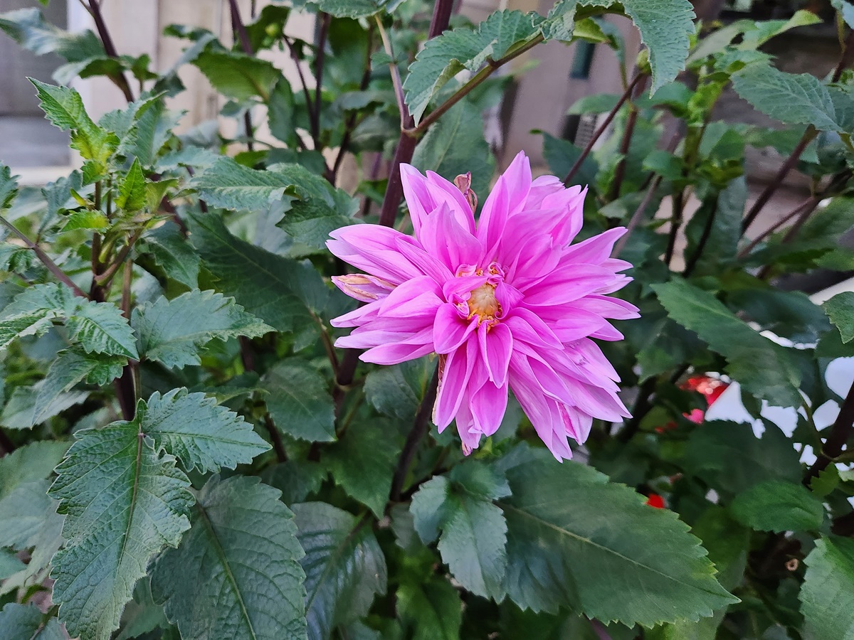 다알리아 Dahlia