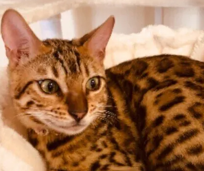 암컷 고양이를 키울 때 알아둬야 할 것!