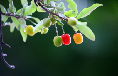 6월 제철과일 '앵두'로 만드는 앵두와인 레시피 3가지