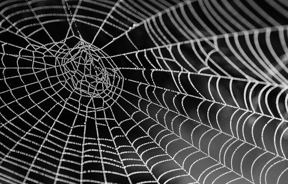 거미의 탈중심적 군집 사고를 적용한 분산 거버넌스 이론 모델링