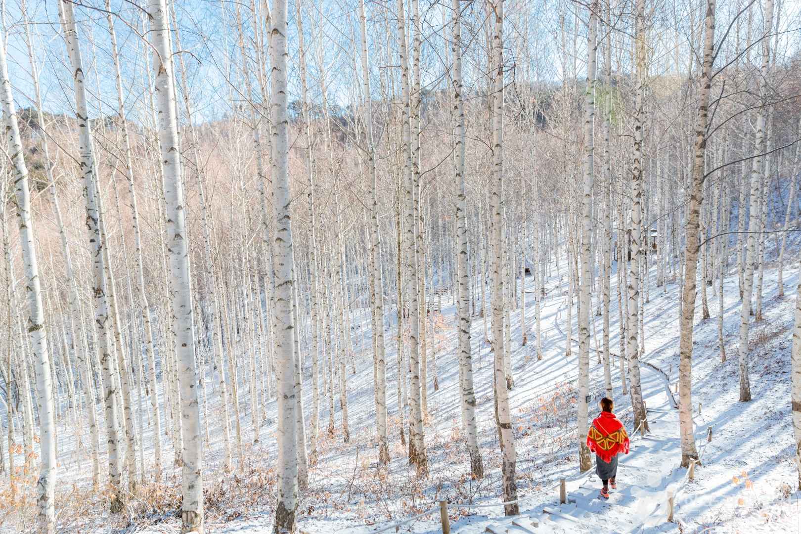 속삭이는 자작나무 숲 설경