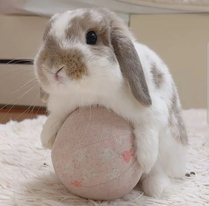 롭이어-토끼-분양-및-분양가