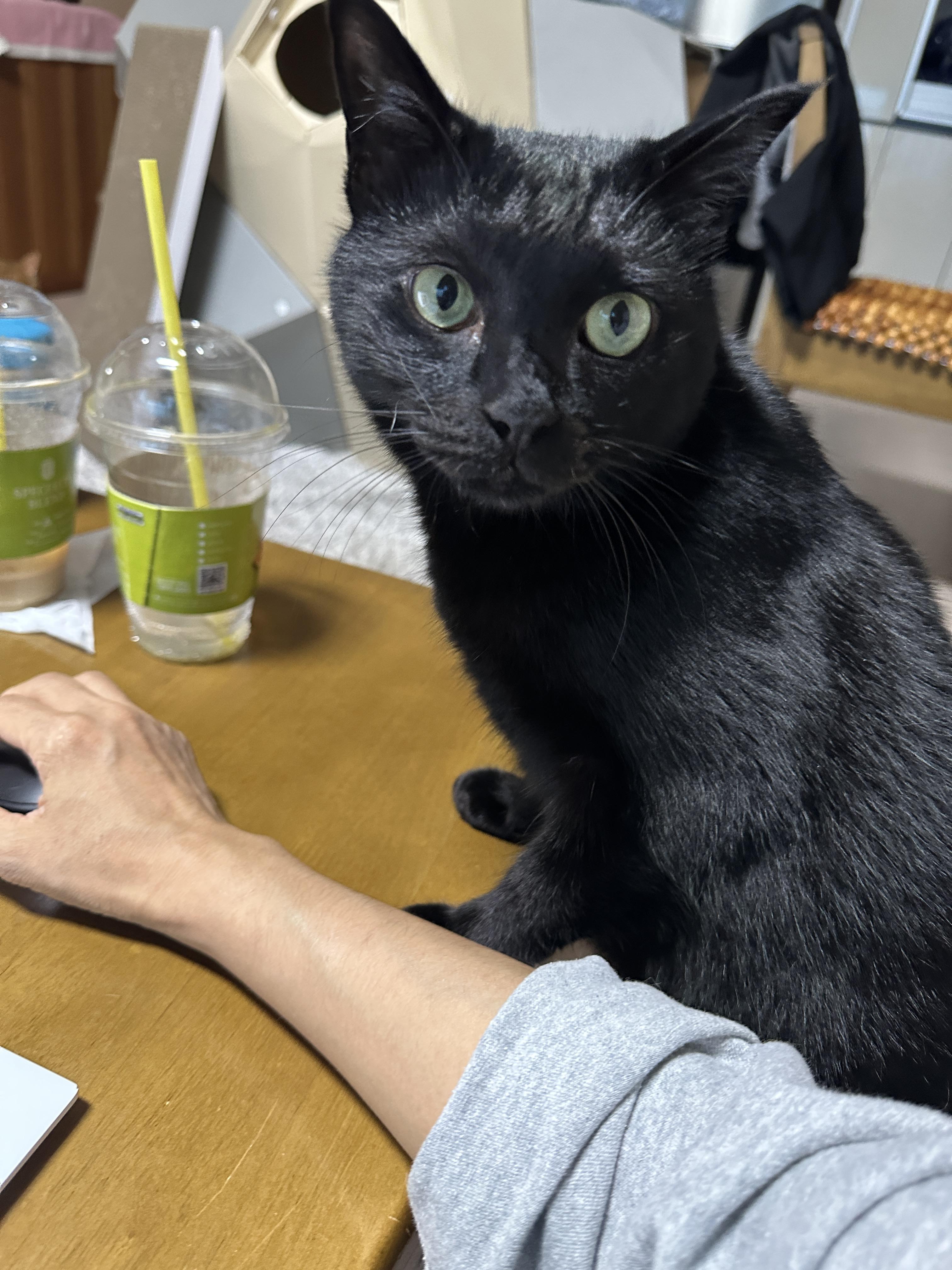 똑똑한 고양이 건이가 엄마한테 관심을 요구하는 방법 (feat. 애교많은 고양이)