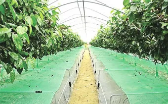 오디 재배 뽕나무 전정 수확 시기 저장 요령_3