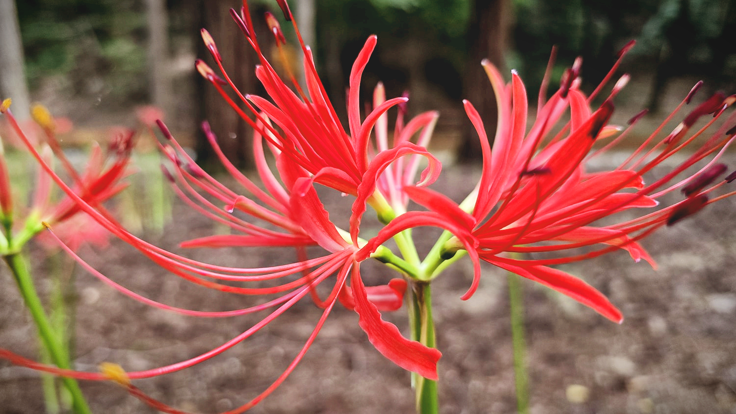 분당 중앙공원 꽃무릇2