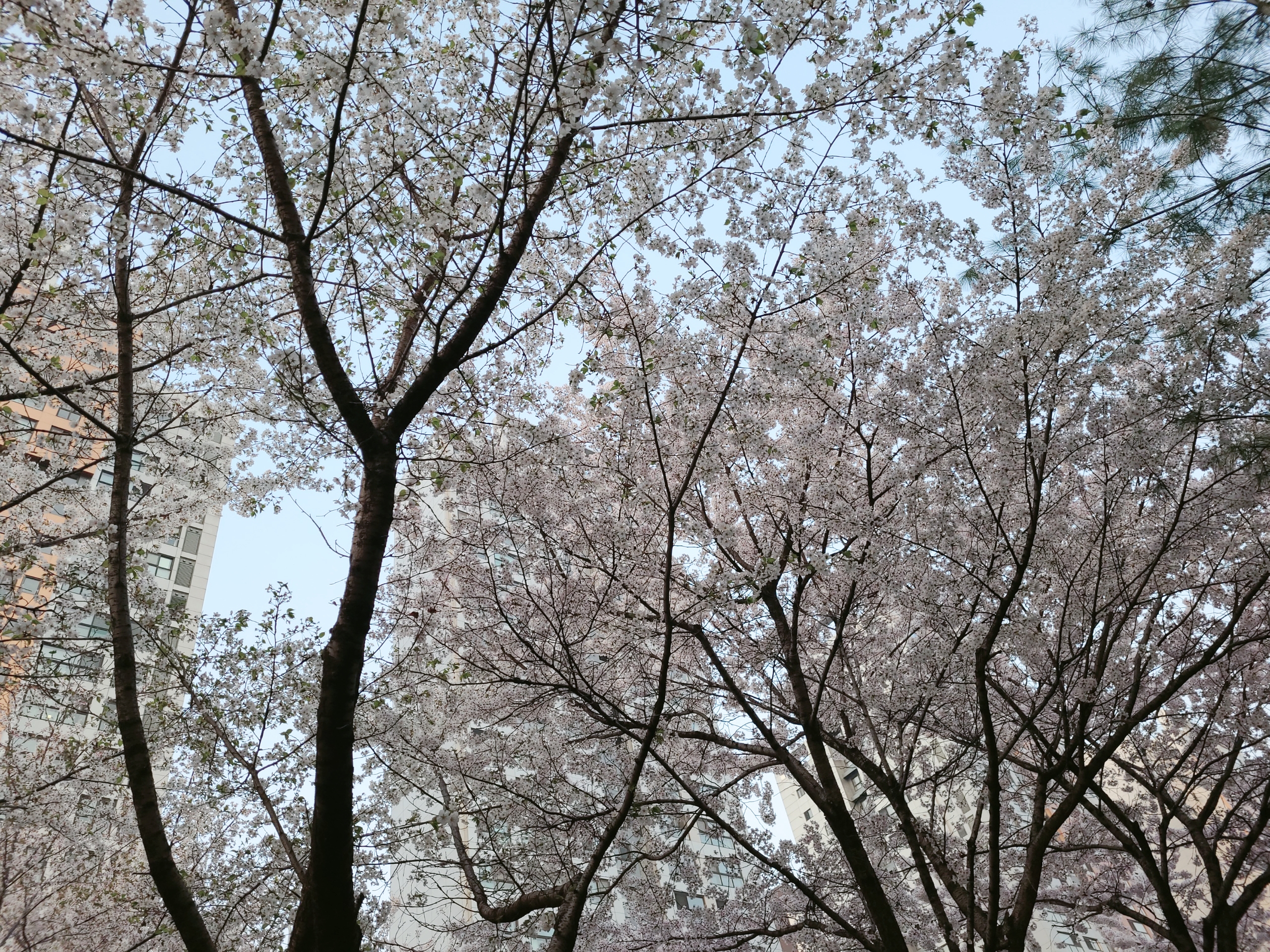 공덕역 경의선 숲길 벚꽃 구경 플레이스