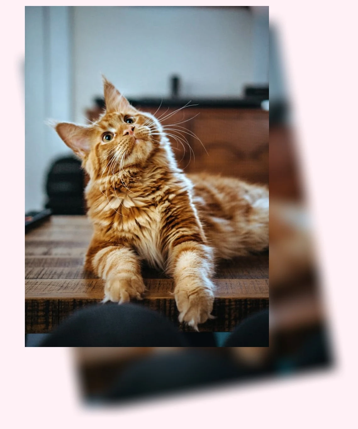 뱅갈고양이 산책_2_subsection