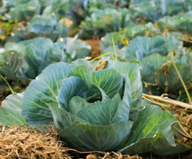 피로회복에 좋은 음식