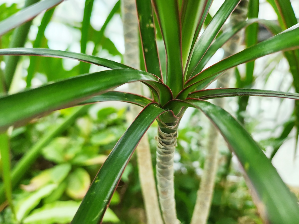 드라세나 마지나타