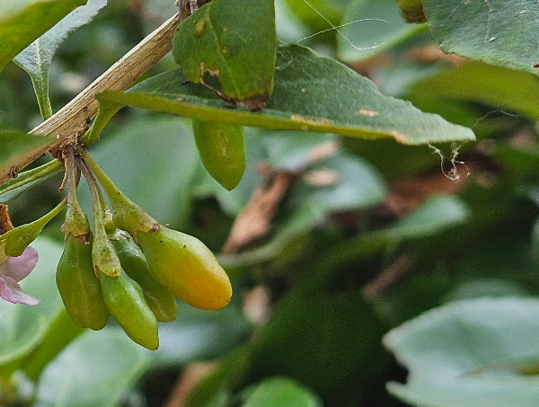 구기자열매