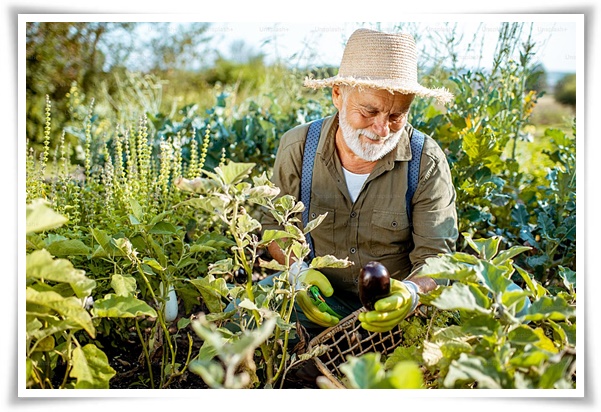 텃밭 "7월에 심기 좋은 작물" 가을 수확을 기대하는 황금 작물!