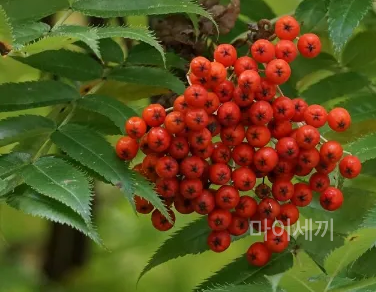 면역력 증진