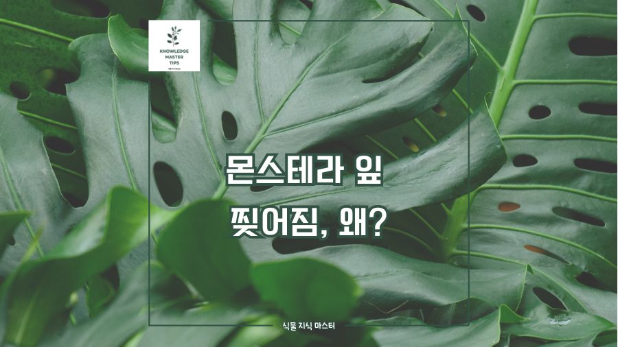 몬스테라 잎 찢어짐, 왜?