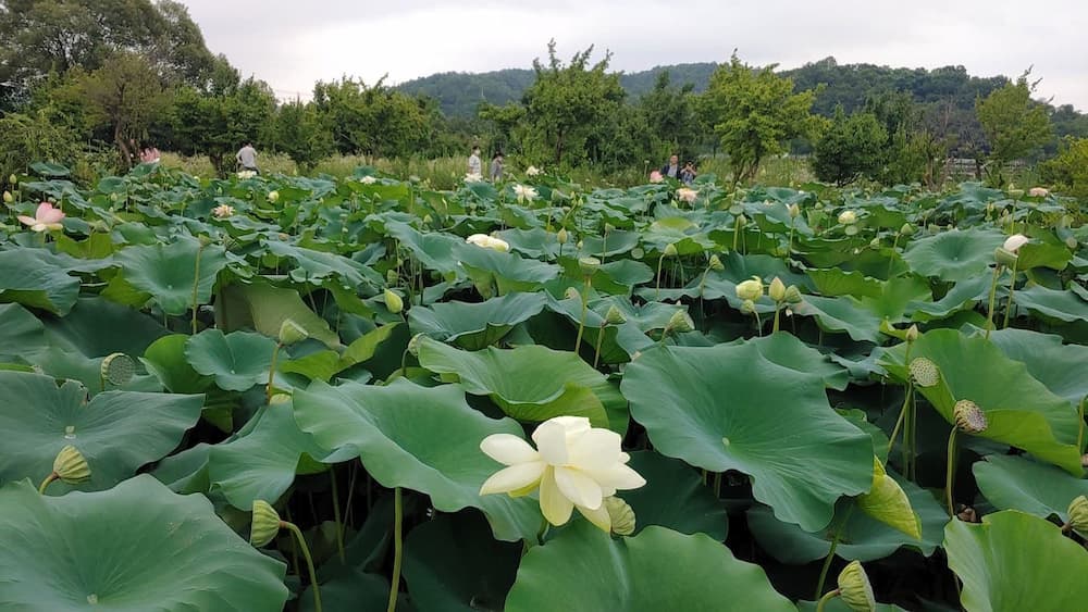 양수리 세미원 연꽃 군락과 방문객이 보이는 여름 풍경