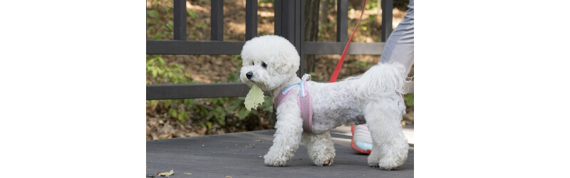 펫보험-반려견-애완견
