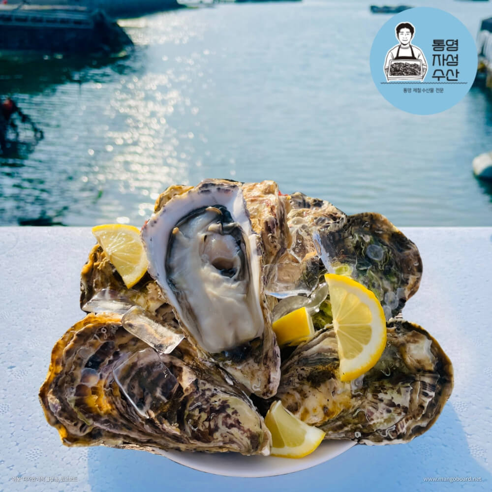 6시내고향 경남 통영의 수산물 전문점 통영자성수산 비단가리비 주문방법