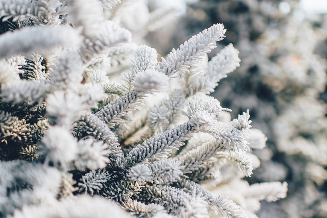 Snow.