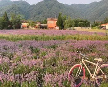 고성 라벤더 축제 하늬 라벤더 팜_17