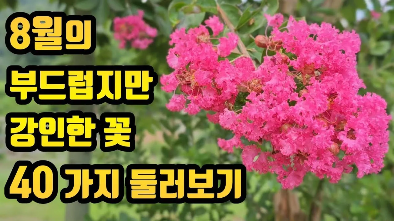 8월에 피는 꽃 이름 종류별 특징 정리 보기_6