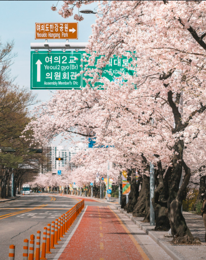 2025 벚꽃 개화시기