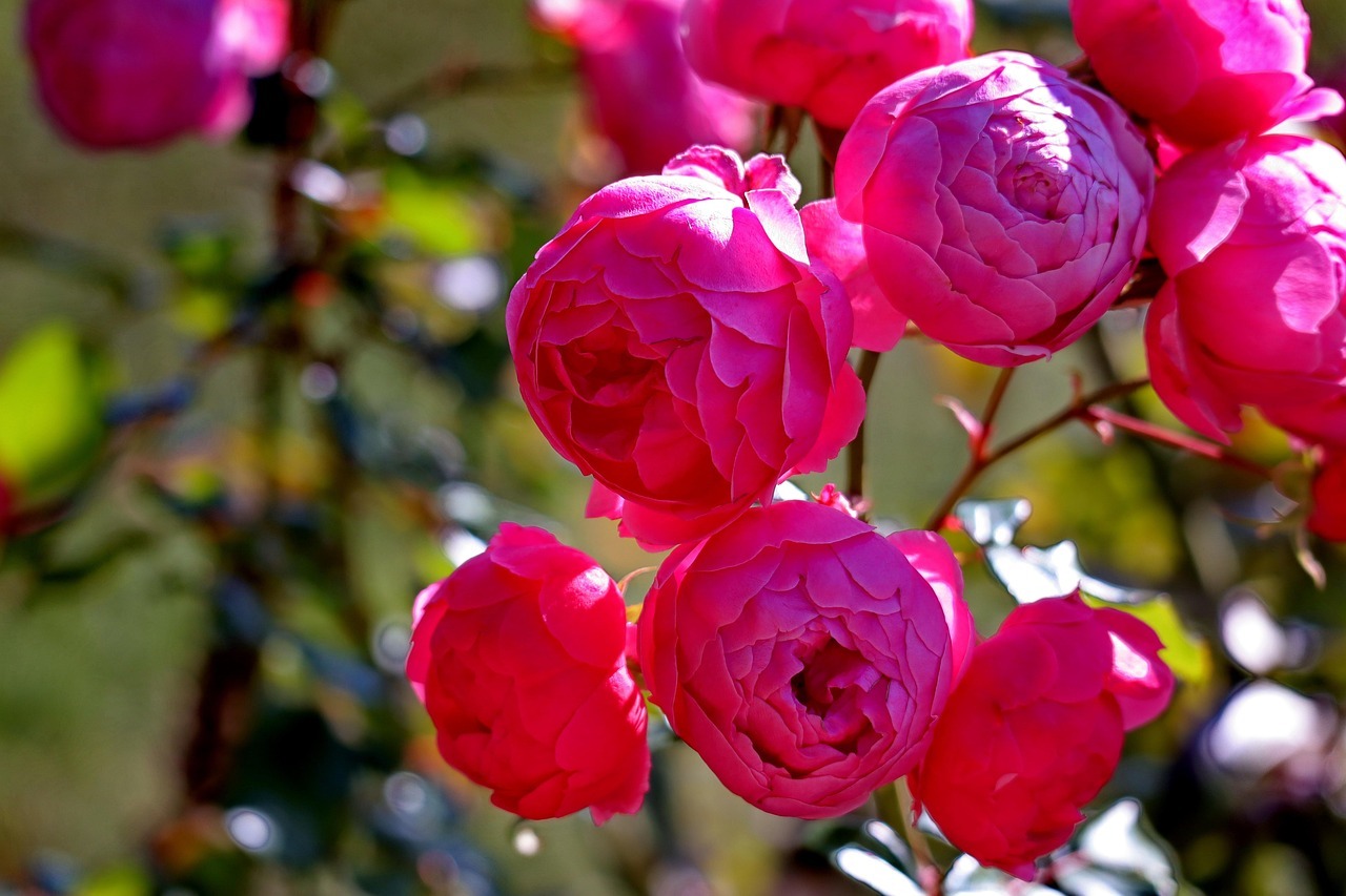 포항 영일대 장미원