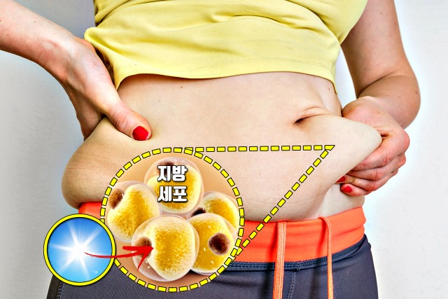 다이어트 식이요법,비타민D,감량 탄단지 비율
