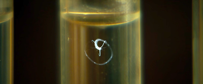 긴 유리 관에 있는 기다란 나진