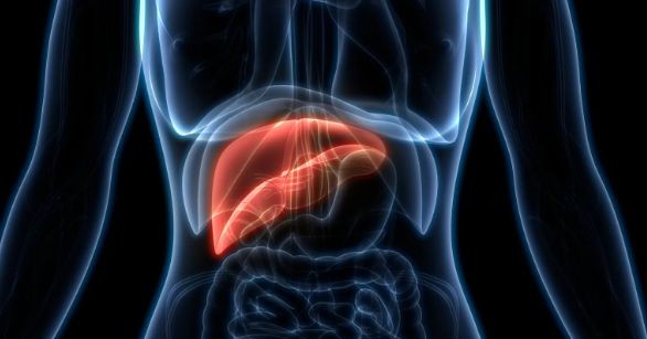 hdl 콜레스테롤을 이해하기 편한 간 이미지