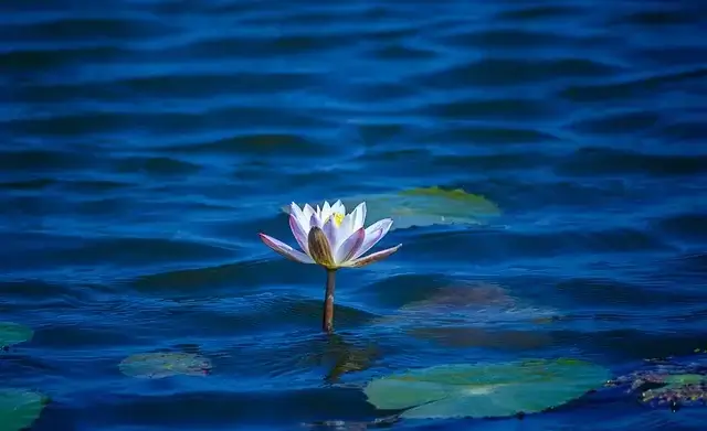 세미원 입장료 및 근처 맛집
