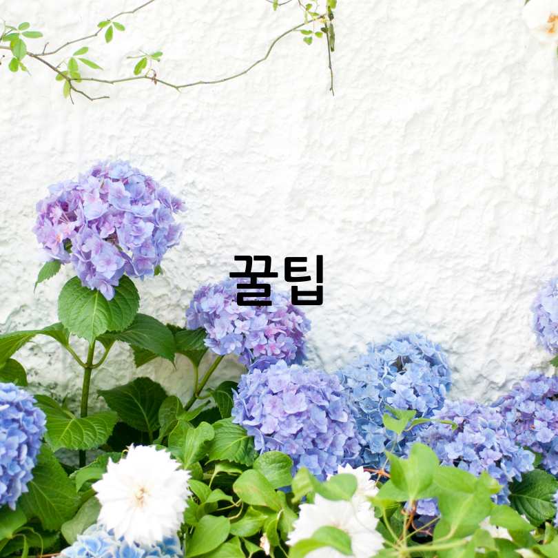 경남 고성 그레이스정원 수국축제