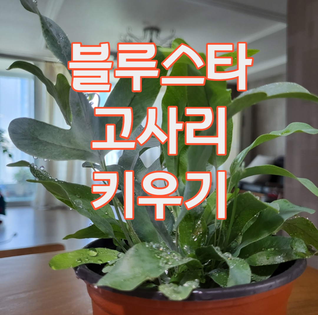 블루스타펀 고사리 키우기