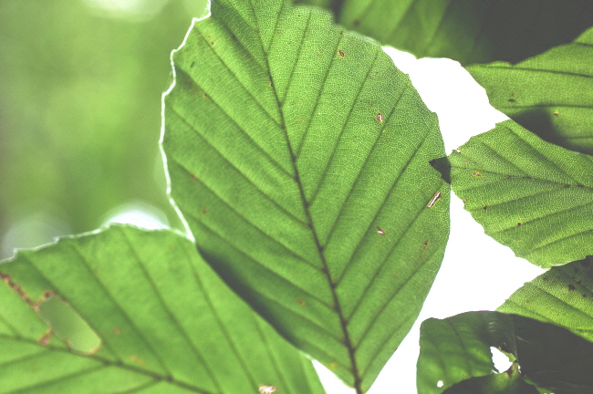 클로로필 엽록소 효능 체취 제거 변비 개선 면역력 강화 항산화 등