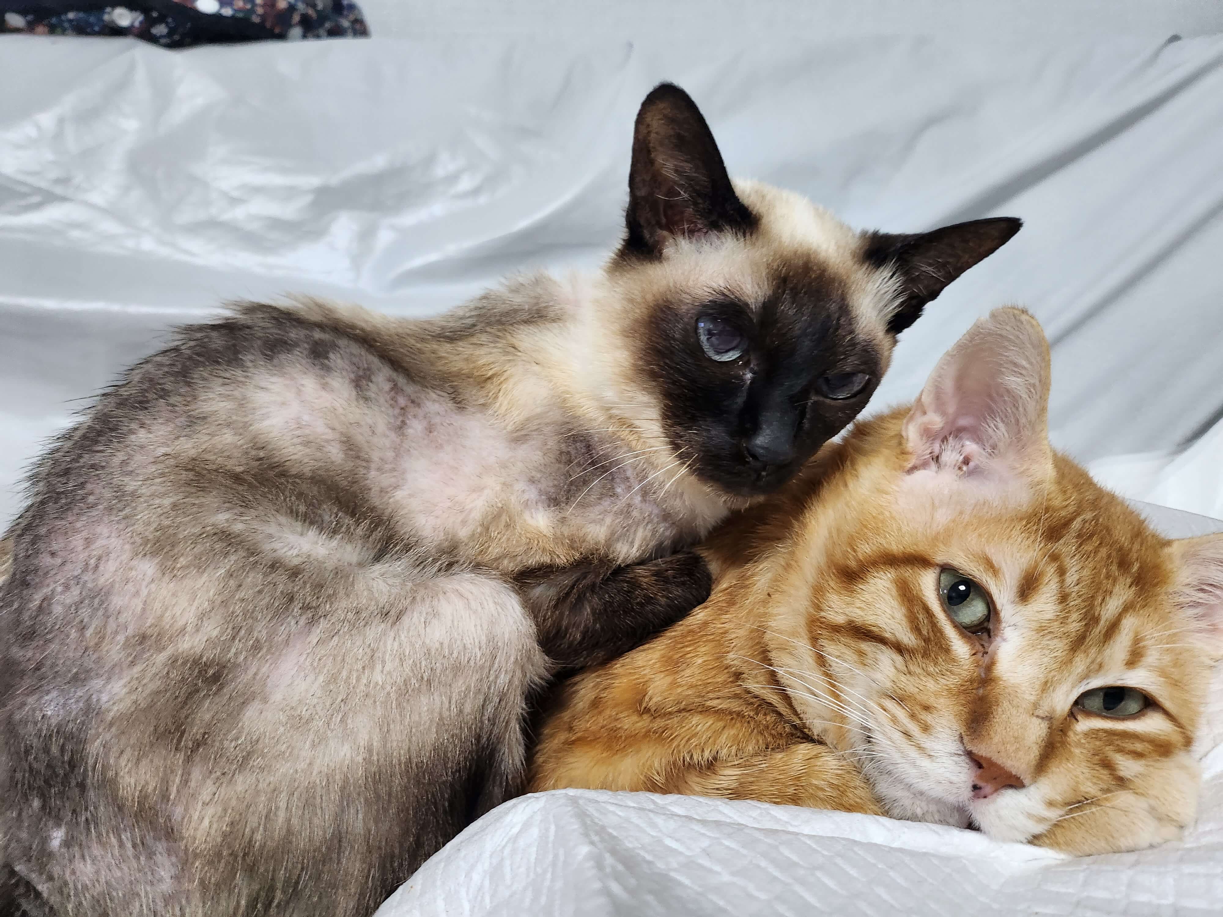 고양이의 면역 및 호르몬 관련 피부 질환