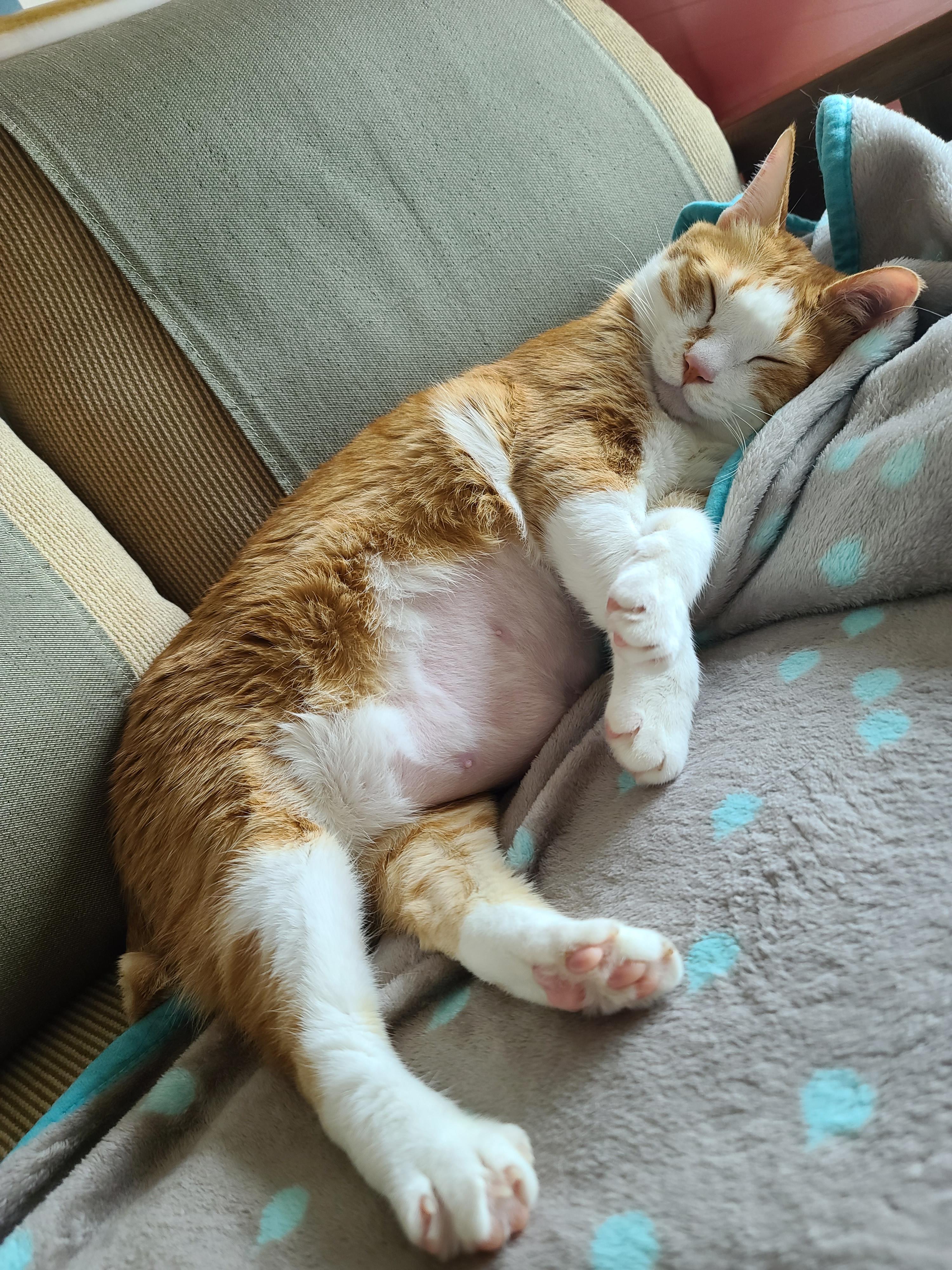 우리집 고양이들에게 치즈냥이 호야의 존재는..