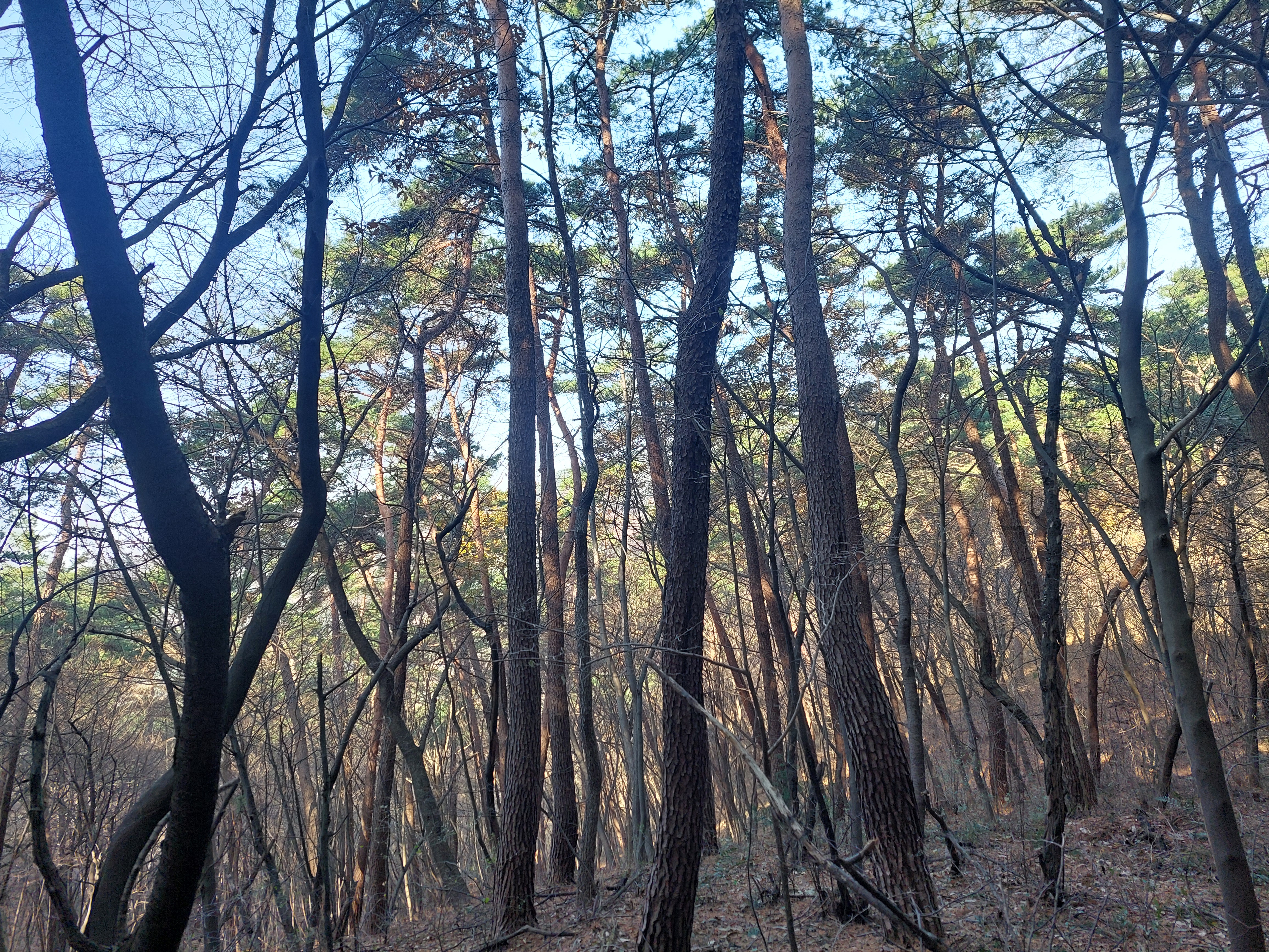 축령산