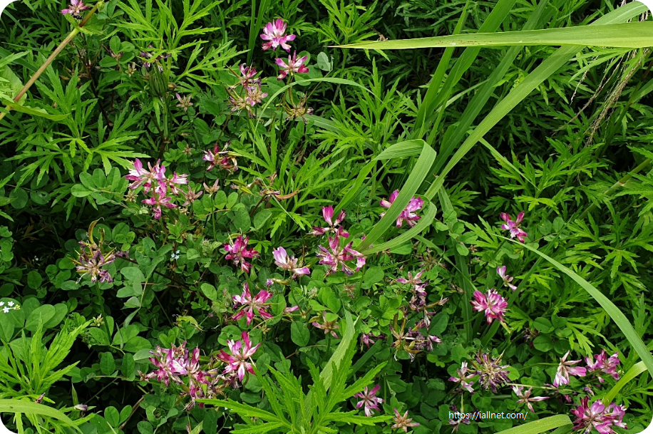 화포천습지생태공원 핀 자운영