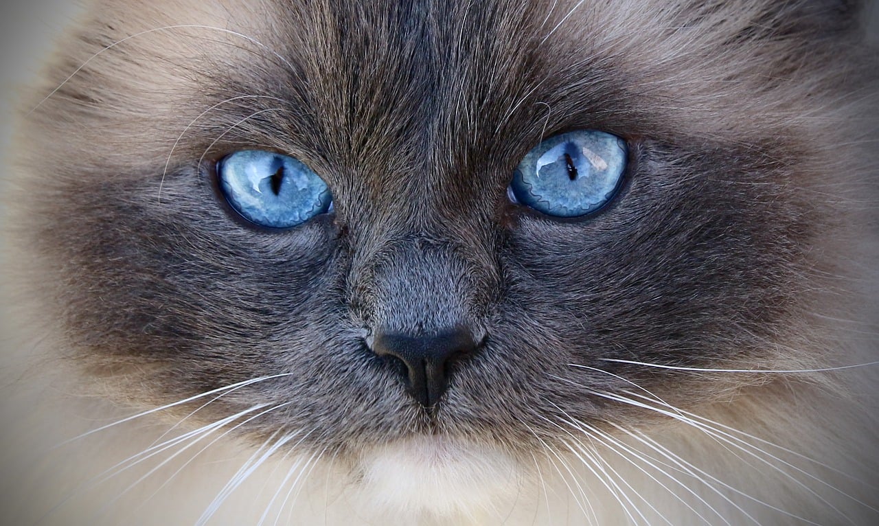 히말라얀(Himalayan)2
