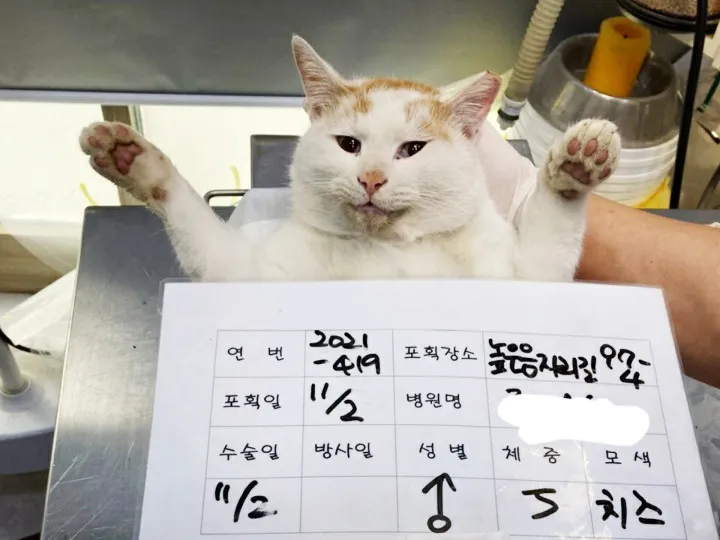 고양이 중성화 비용 수술시기 관리_7