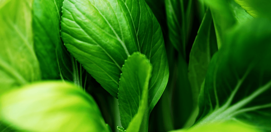 청경채 사진 - 18