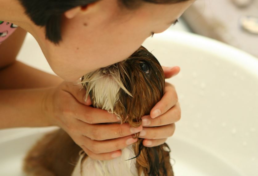 강아지 서열정리