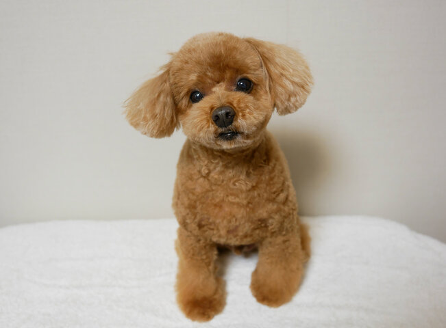 강아지 꿈 해몽 100가지 알아보기