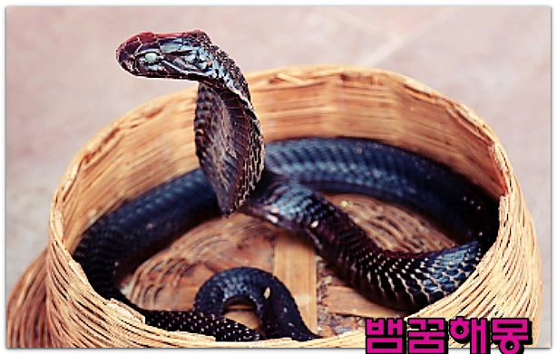 뱀꿈-뱀이행동하는꿈-코브라