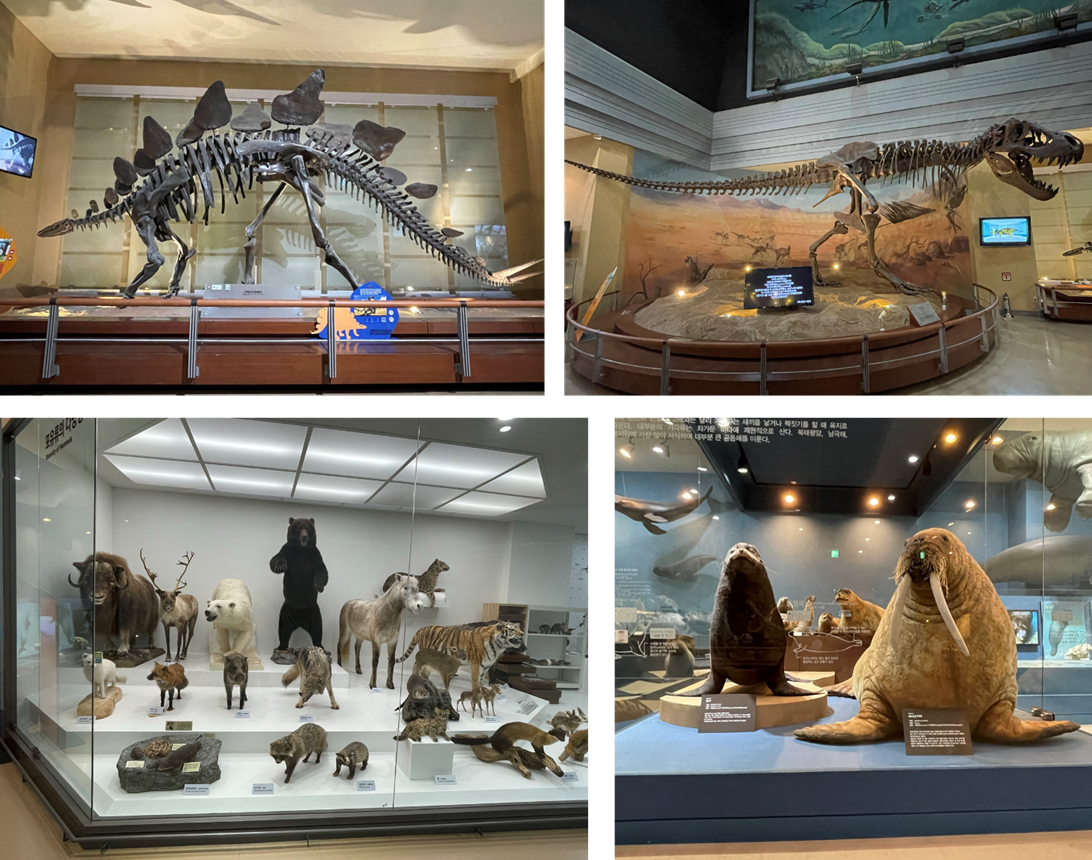 왼쪽 상단에 스테고사우루스의 뼈 모형, 오른쪽 상단에 티라노사우루스의 뼈 모형, 왼쪽 하단에 여러가지 포유류 박제, 오른쪽 하단에 물개, 물범 모형이다.