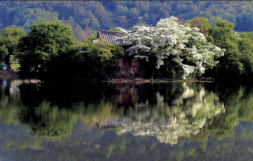 경남-밀양시-위양지의-이팝나무