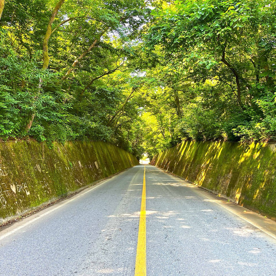 이끼터널 안 사진