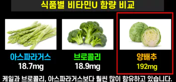 양배추