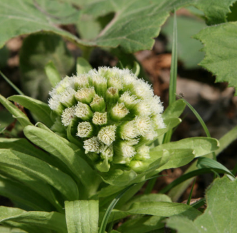 머위 효능과 부작용 고르는법 먹는법 칼로리