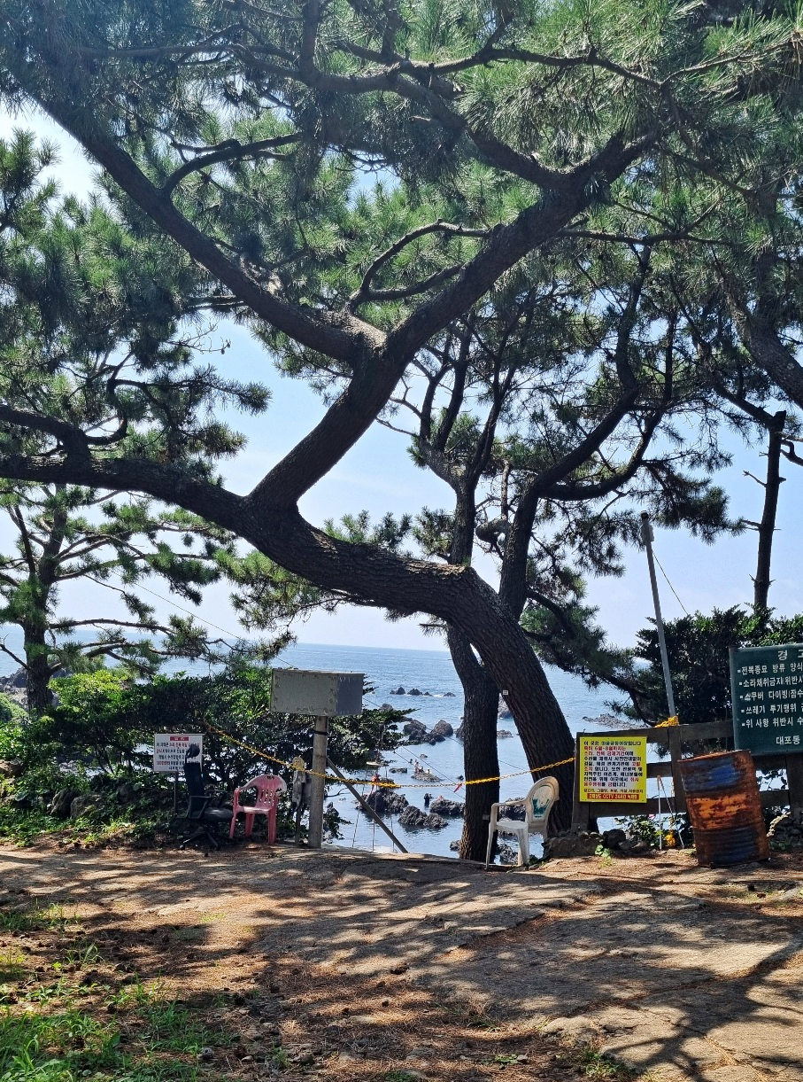 제주 도리빨