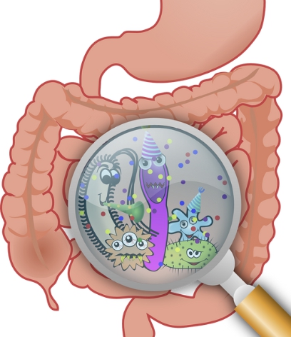 대장 변비 장기 관련 이미지